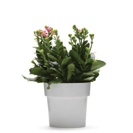 Slim Pot gris - Pot de fleur oval avec soucoupe intégrée