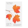 Leaf Magnet