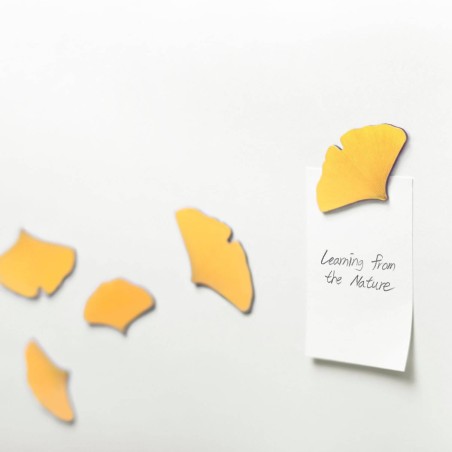Leaf Magnet Ginkgo